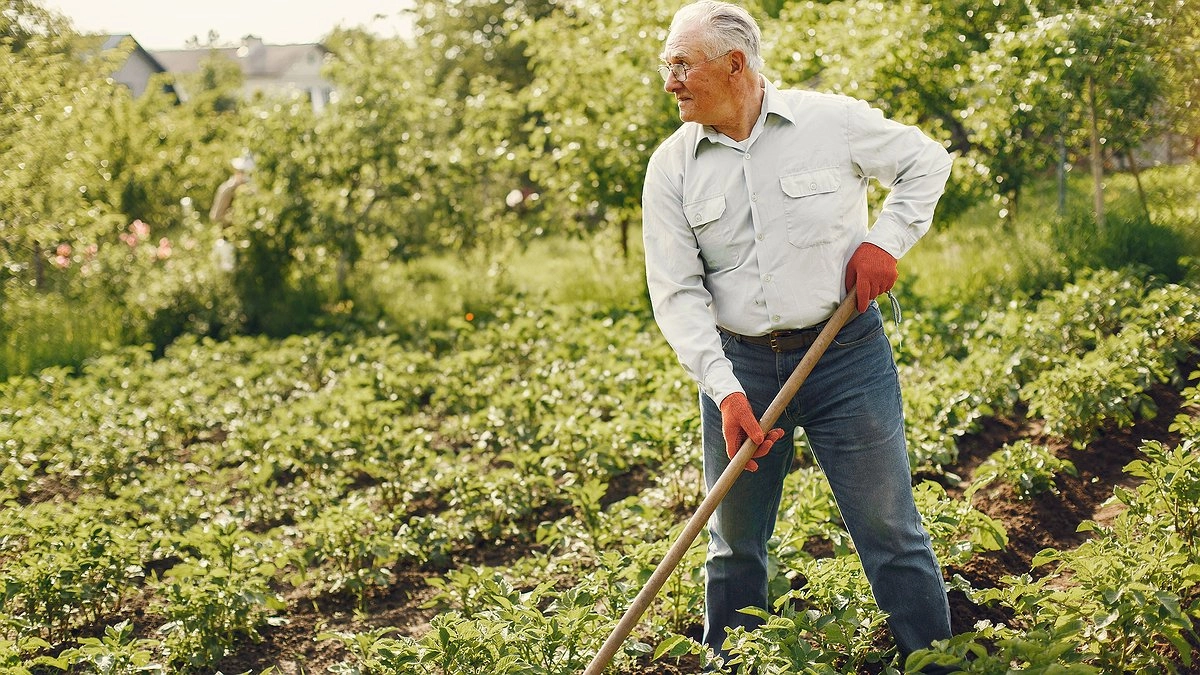 Россиян лишают "второго хлеба": теперь за посадку картошки на даче будут жестко штрафовать