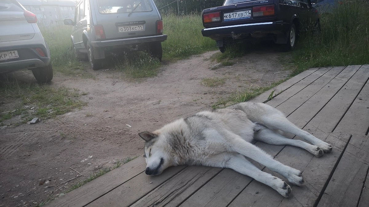 В Коми суд обязал владельца хаски компенсировать моральный вред 11-летнему мальчику