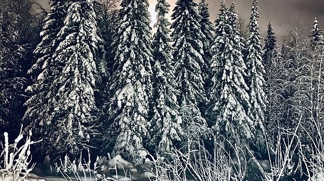 В Коми спасатели вызволили замерзших путников из леса