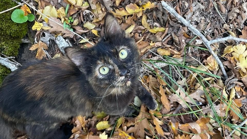 Главная картинка новости: Волки под прицелом: охотники Коми бьют рекорды добычи хищников