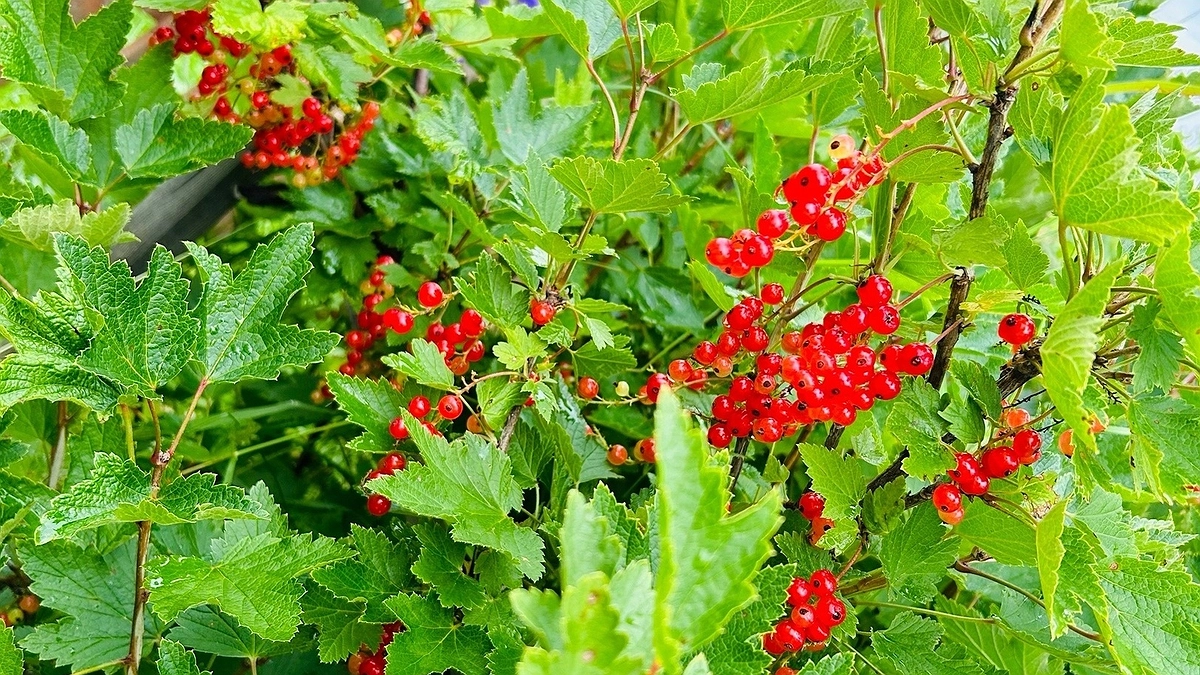 Не мусор, а сокровище: 3 горсти под куст — и смородина вырастет крупнее вишни и слаще сахара, урожай собираем мешками