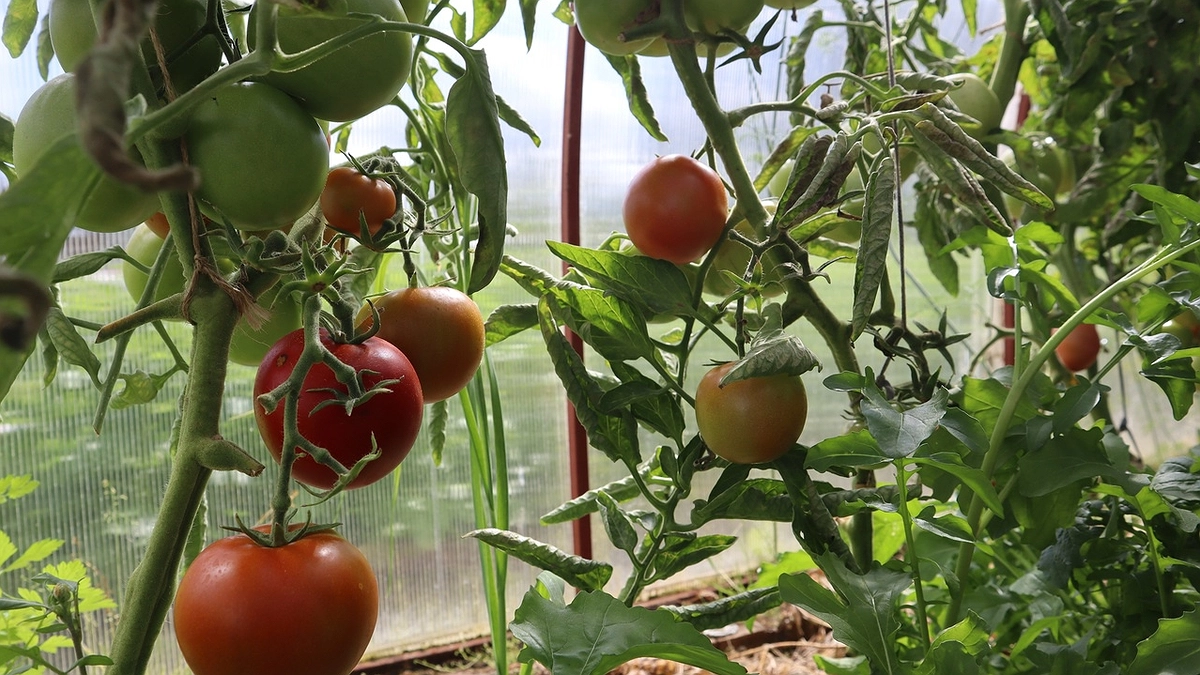 Главная картинка новости: Закапываю самосев помидоров по совету 78-летней соседки. За 15 лет рассаду не брала ни разу