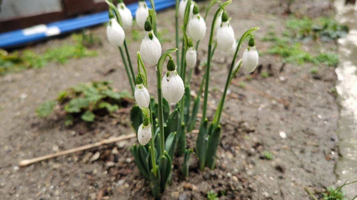 Главная картинка новости: Куда пропали дополнительные выходные за 23 февраля и 8 марта в Коми