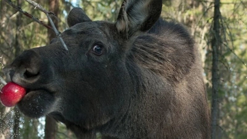 Главная картинка новости: Для сохранения лосефермы в Коми нужен новый загон