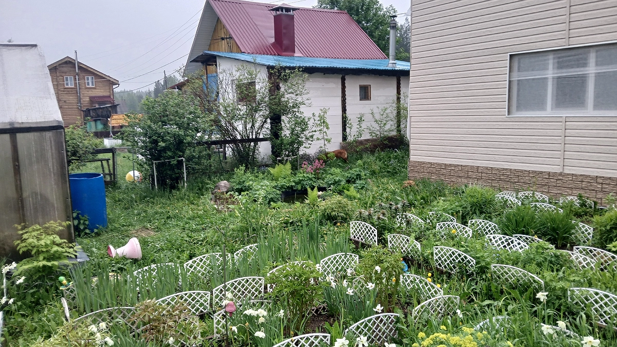 Главная картинка новости: Толпа китайцев стояла у бабушкиного огорода и требовала продать им сорняк: "русское чудо", которое в России многие не ценят