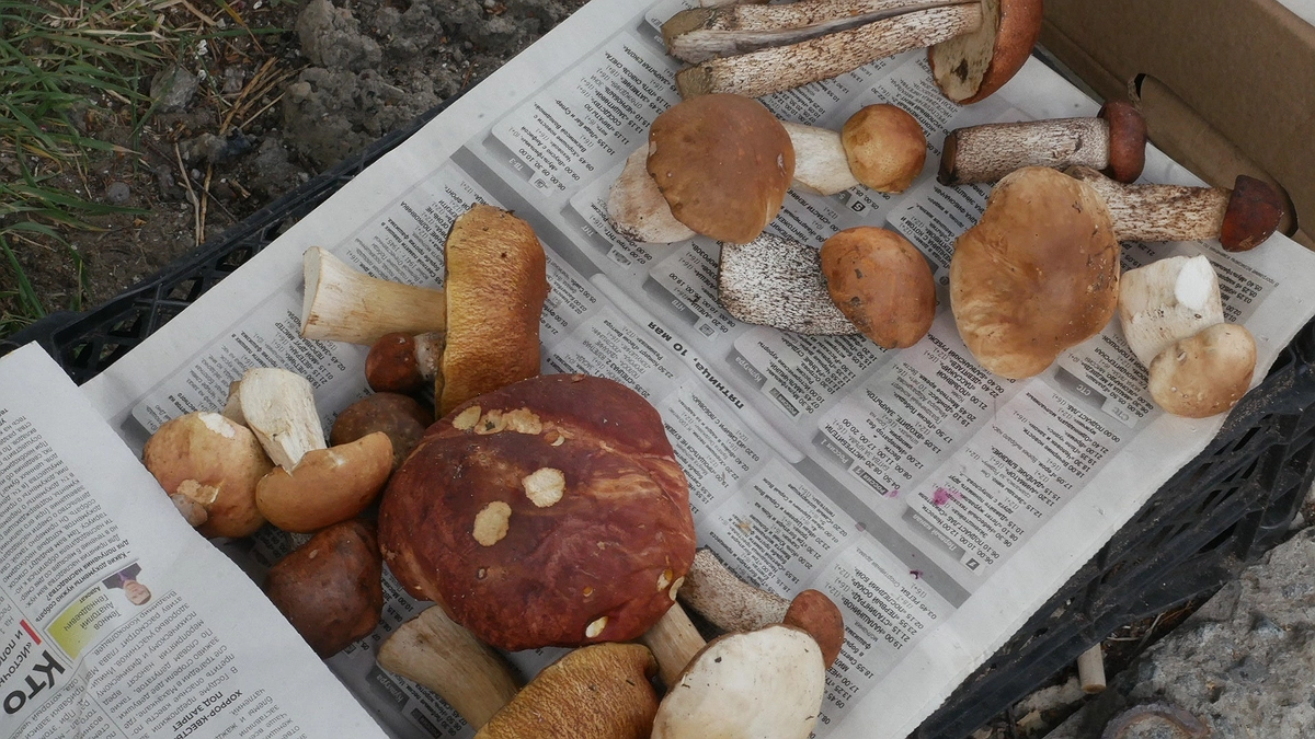 Главная картинка новости: Ученые назвали самый полезный гриб. Не шампиньоны, не белые и в разы полезнее лисичек