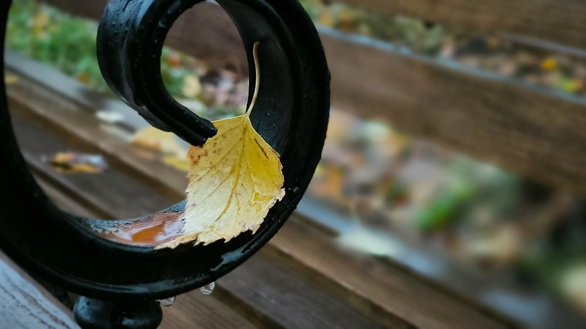 Главная картинка новости: В Коми 5 октября придут заморозки и слабый дождь