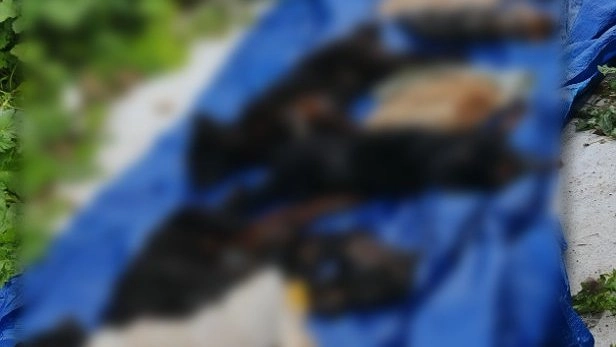 Владелица пункта передержки в Коми престанет перед судом по делу о гибели 8 собак