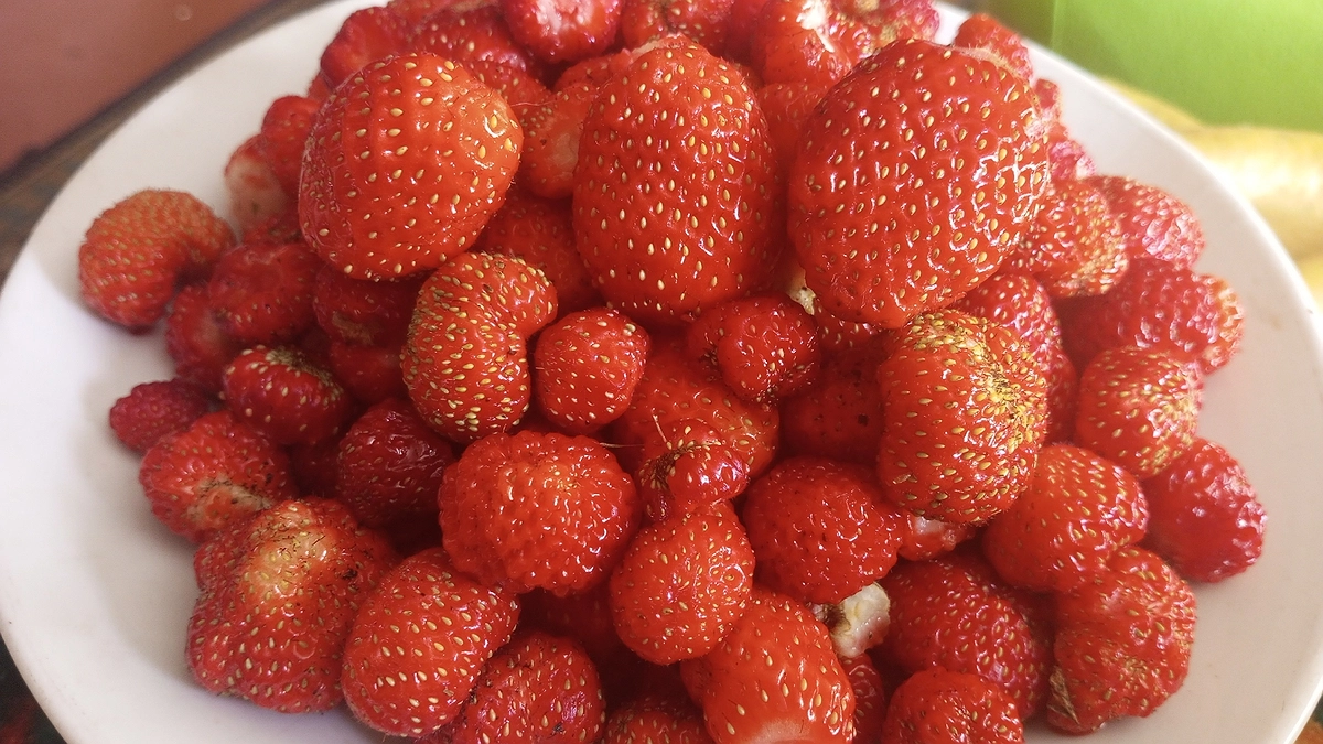 Главная картинка новости: Эта ягода очень вредная: а мы едим ее как деликатес, еще и детям даем