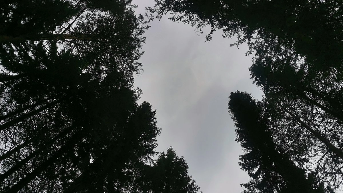 Главная картинка новости: В Коми медведь вышел на улицы города