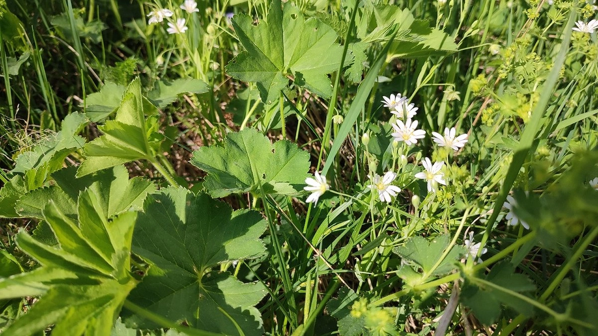 Главная картинка новости: Атака клещей в Коми: более 500 человек пострадали за неделю