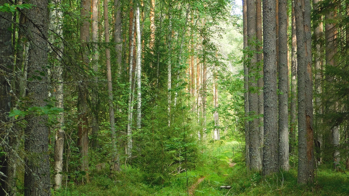 Полная отмена Бабьего лета: синоптики объявила о небывалой осени в 2025
