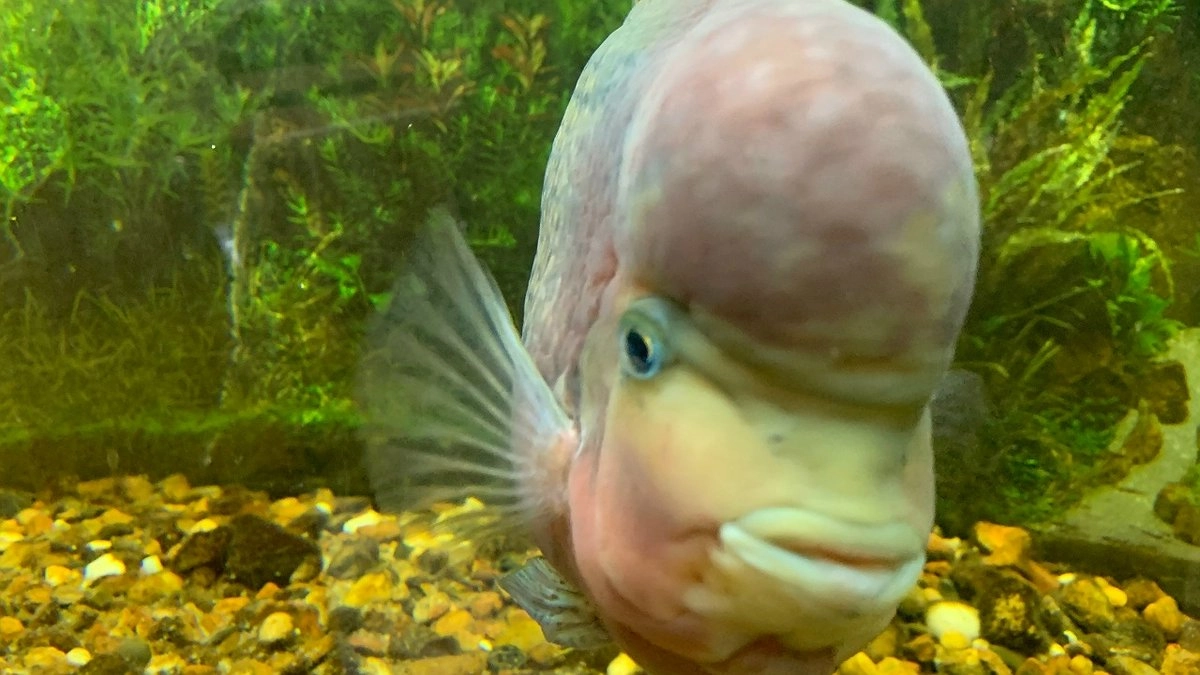 Главная картинка новости: В Коми за девять месяцев произвели менее трёх тонн товарной рыбы