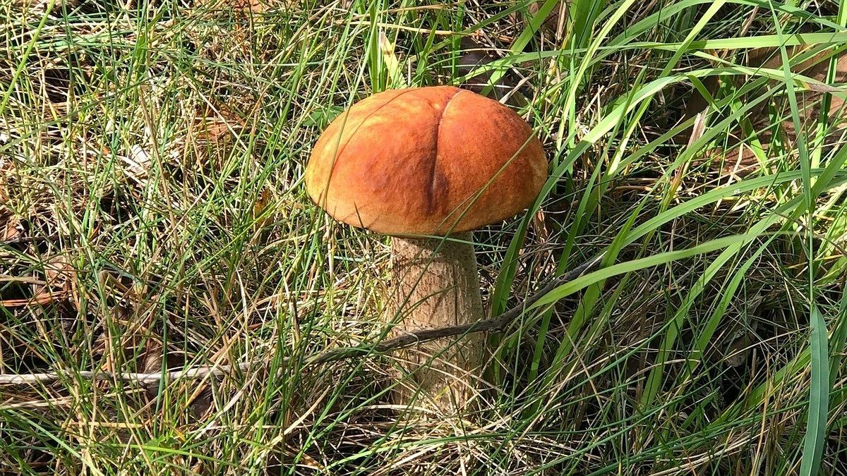 Главная картинка новости: В Коми нашли мёртвым 78-летнего бывшего учителя