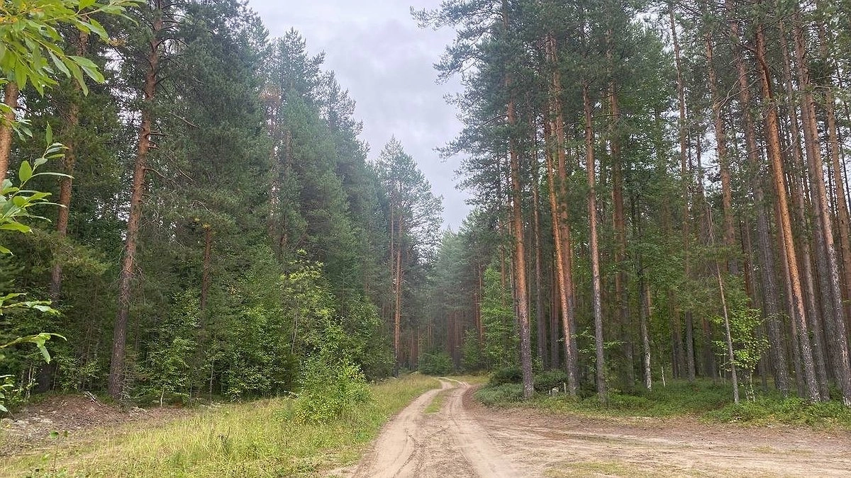 Главная картинка новости: В Коми лесопожарный центр выплатит 1,5 млн рублей пострадавшему работнику