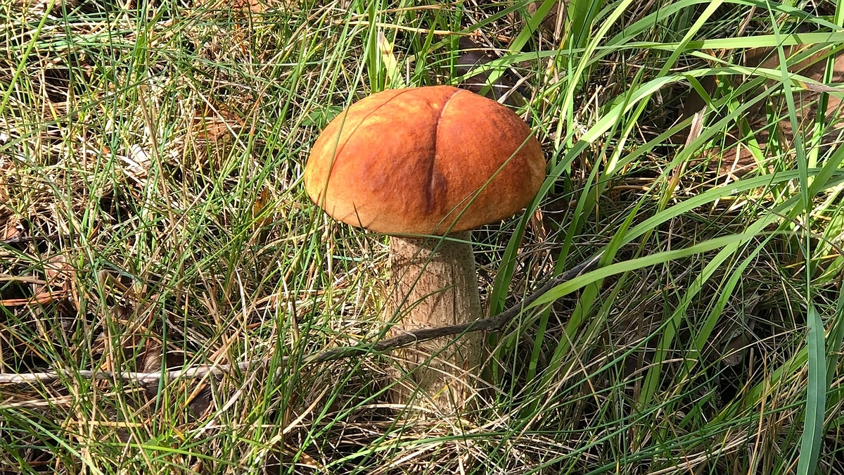 Главная картинка новости: Перенес лесные грибы на свой участок. Раскрываю все тонкости осеннего «посева» для большого урожая в будущем