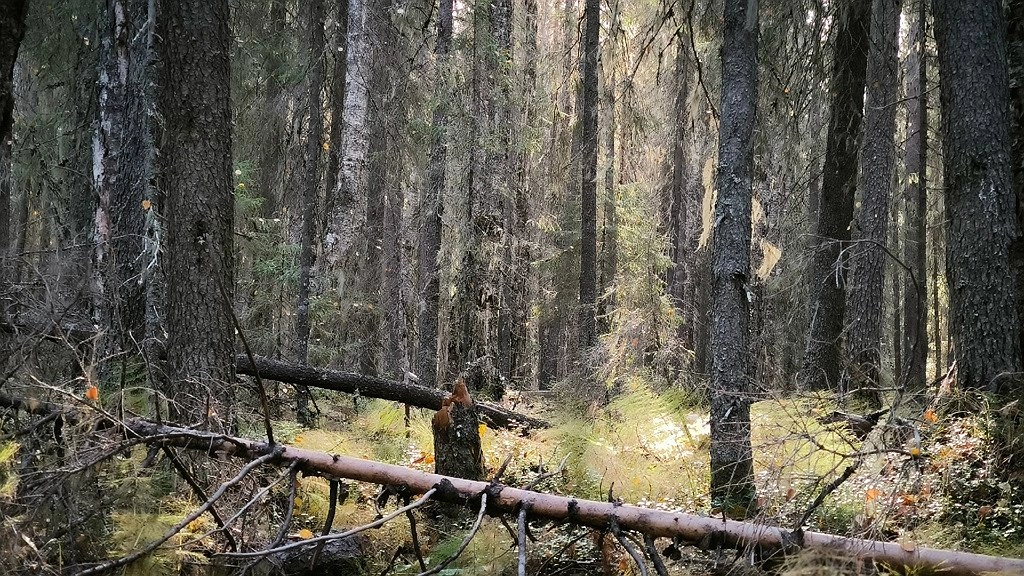 В Коми уменьшилось количество возгораний в лесах