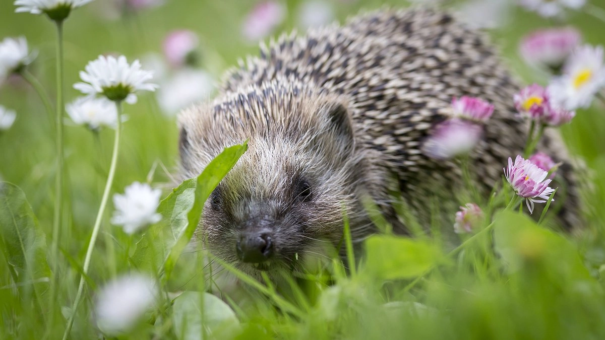 Гоните их палками как увидите: Почему появление ежа на участке это тревожный сигнал для хозяев