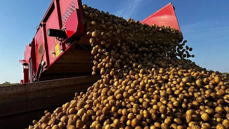 Главная картинка новости: В Коми завершают сезон сбора картофеля и открытых овощных культур