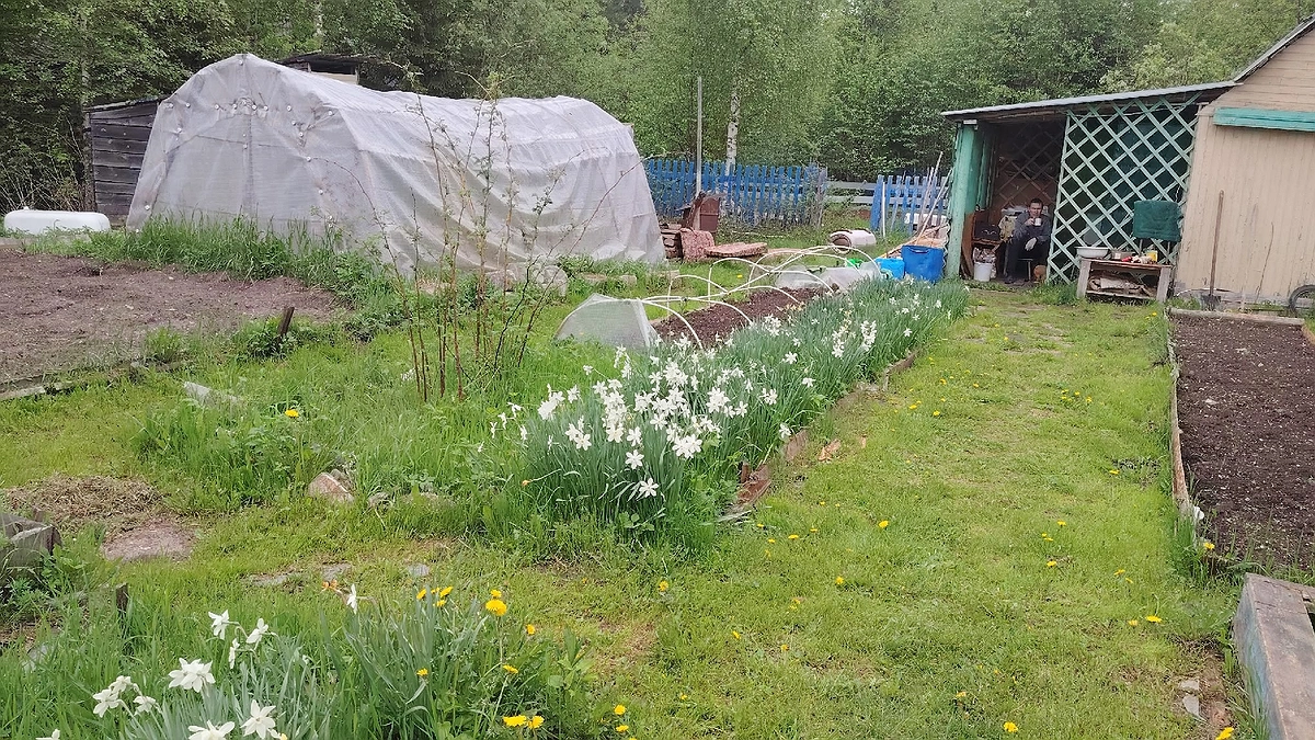 Главная картинка новости: Повесила на вход в теплицу занавеску и теперь очень довольна – решила враз многие проблемы