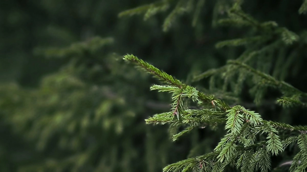Главная картинка новости: В лесах Коми усилят охрану хвойных молодняков в период новогодних праздников