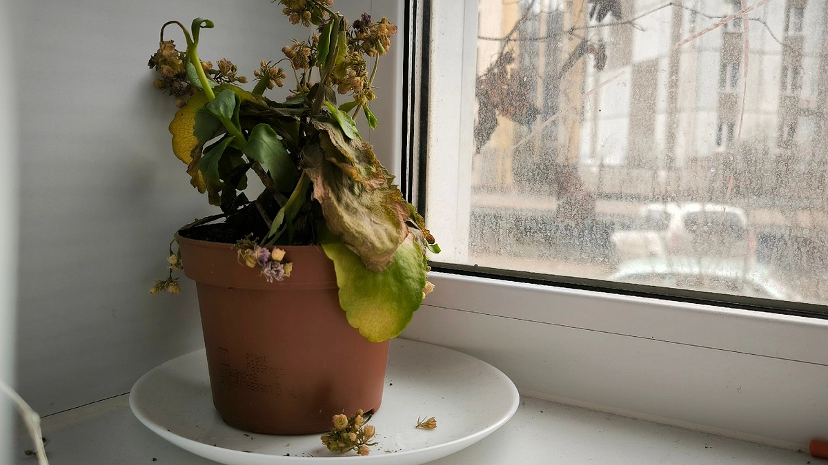 Главная картинка новости: Быстрее уберите этот комнатный цветок из дома: притягивает несчастья и беды вопреки приметам