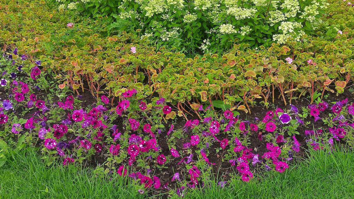 Заменила петунию на цветок-фейерверк: один раз кидаю семена в землю — каждый май клумба встречает яркими эмоциями