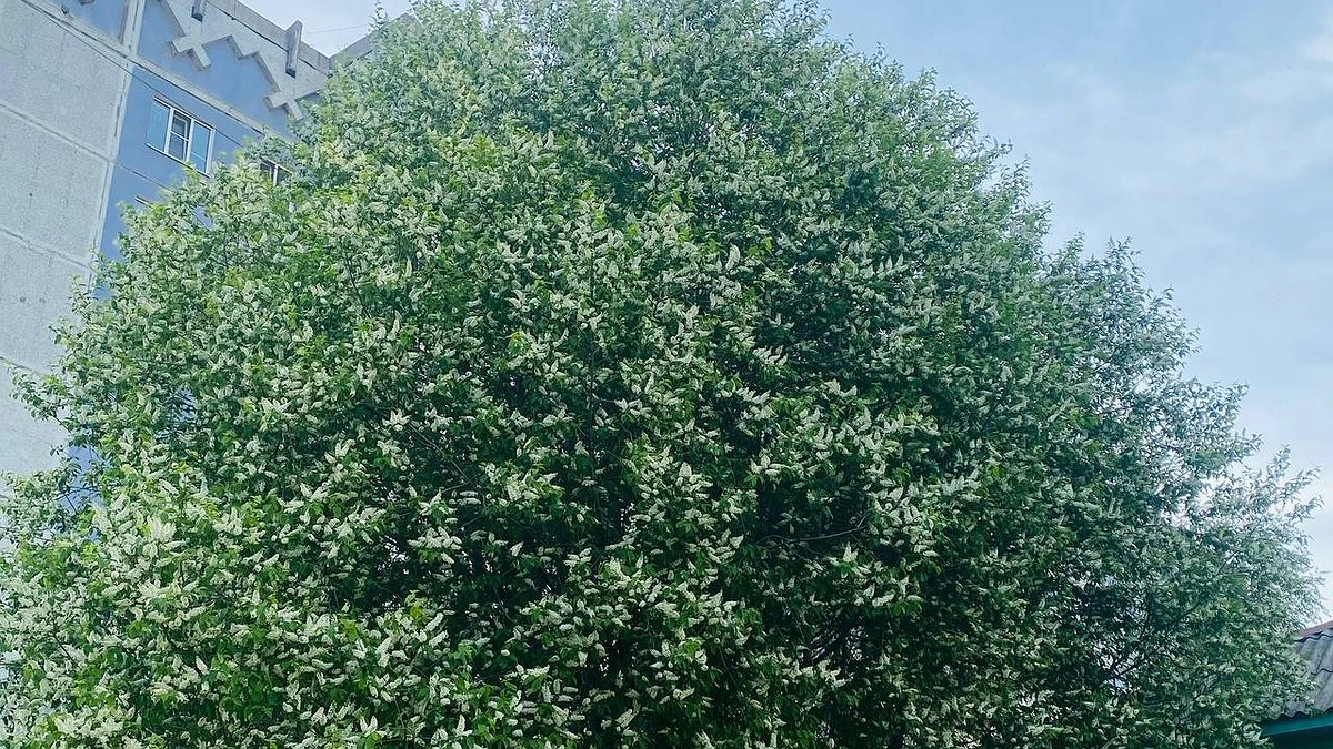 Главная картинка новости: 10 июня в Усинске продолжит радовать дневными показателями термометров 