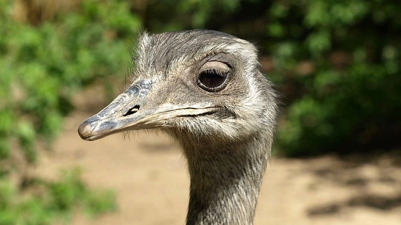 Василий или Василиса: страус-беглец из Коми может «сменить пол»