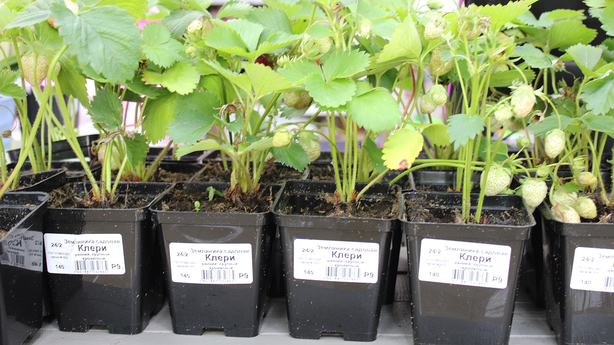 Главная картинка новости: Рассада только и мечтает об этом после пикировки: 5 капель на 1 литр - и корни станут мощными, а стебли - сильными