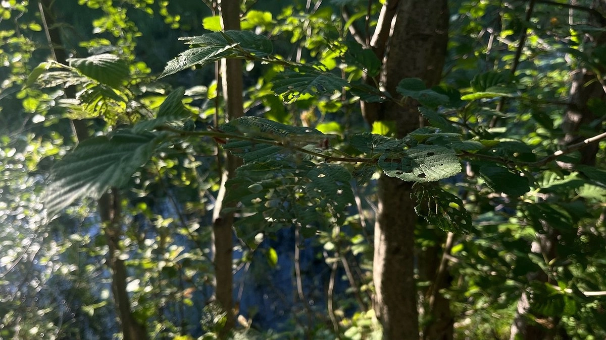 Главная картинка новости: В Коми сотрудники спасслужбы вывели из леса двух заблудившихся пенсионеров