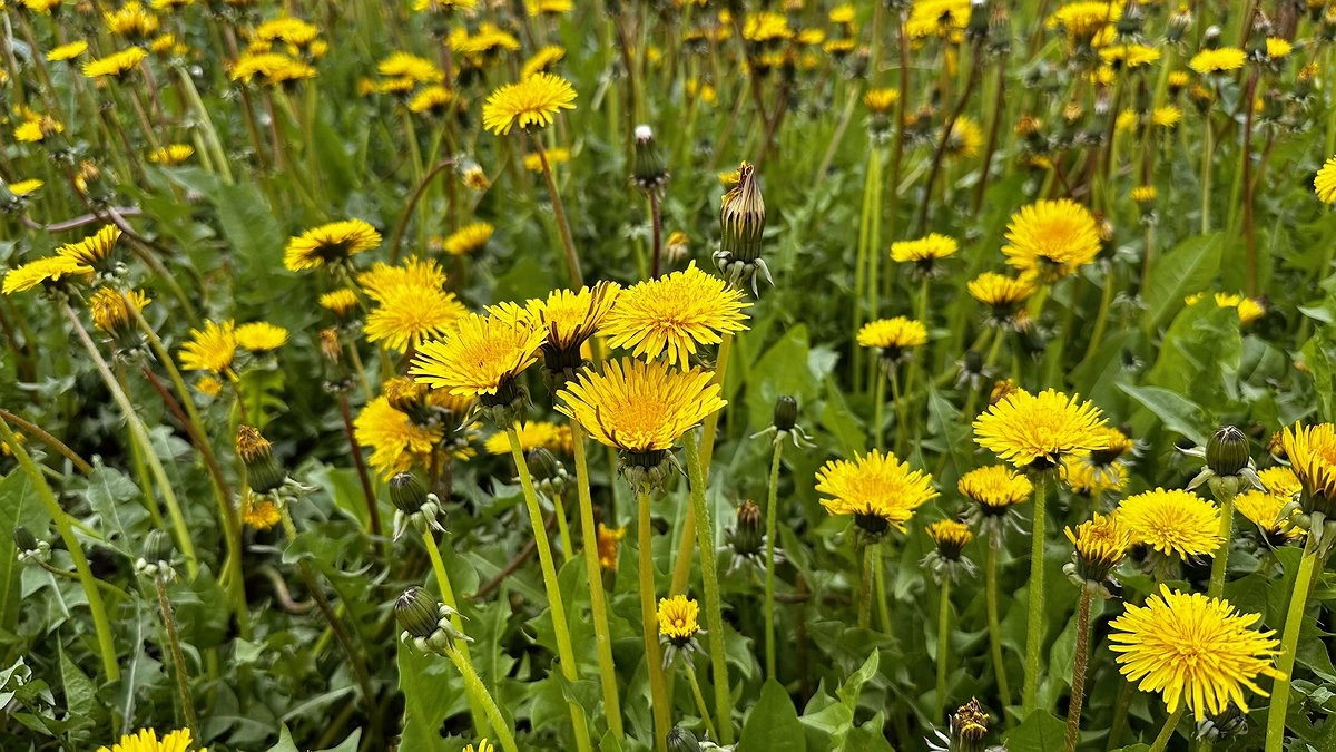 Главная картинка новости: Усинск встречает вторник прохладой и облачностью