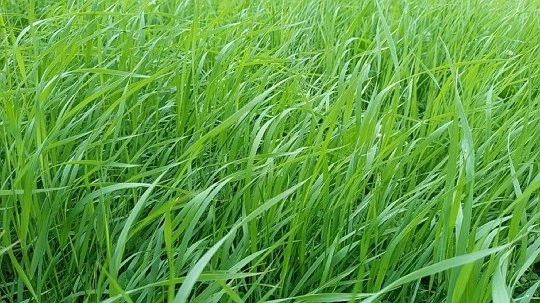 В Коми за неделю клещи покусали 72 человека