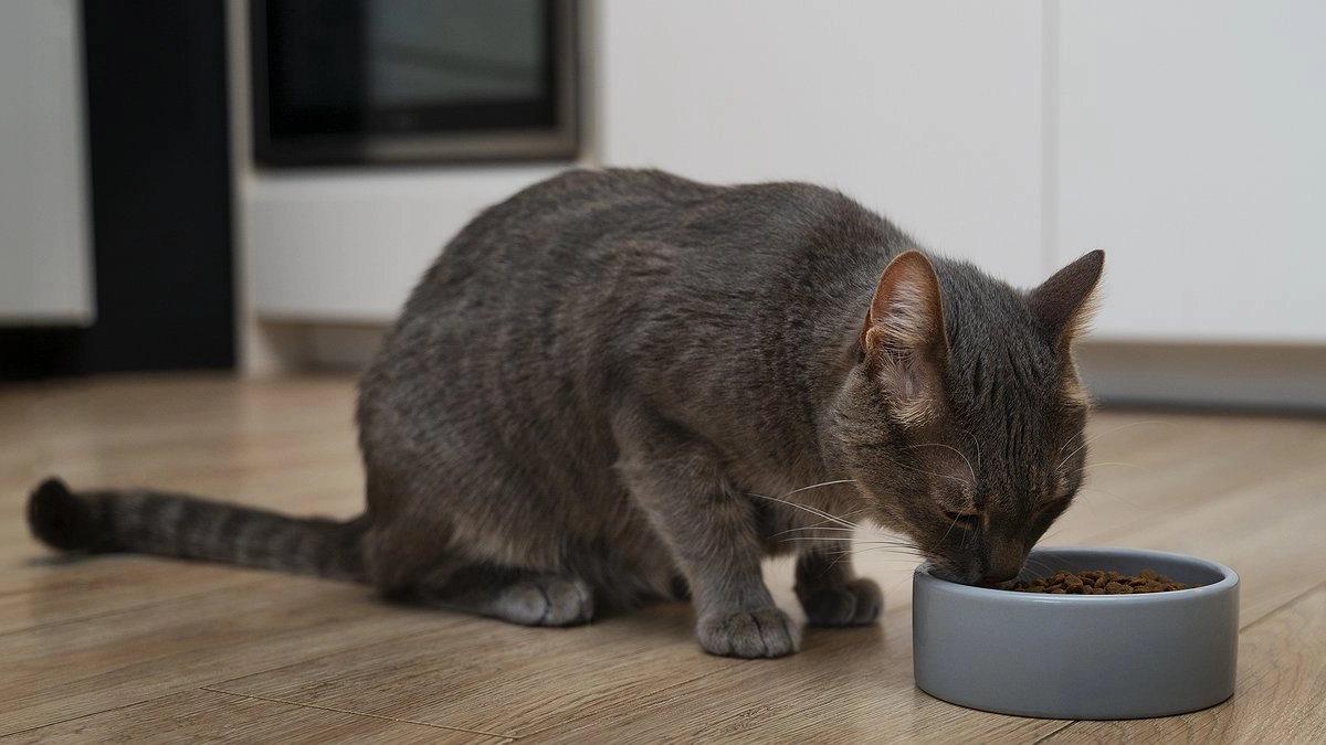 Главная картинка новости: «Не травите этим кошек»: в Роскачестве назвали самые худшие бренды корма для животных