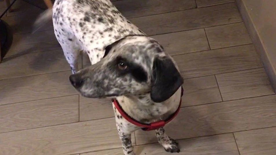 В Коми женщина заплатит штраф за выброшенную из окна собаку