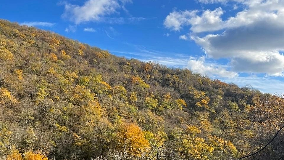 Главная картинка новости: Леса Коми держат курс на Восток: Россельхознадзор подводит итоги экспортного бума первого квартала 2025 года