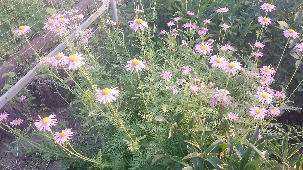 Главная картинка новости: Всем россиянам грозит штраф и срок за это растение на участке: обновления в законах для владельцев дач в 2025-м