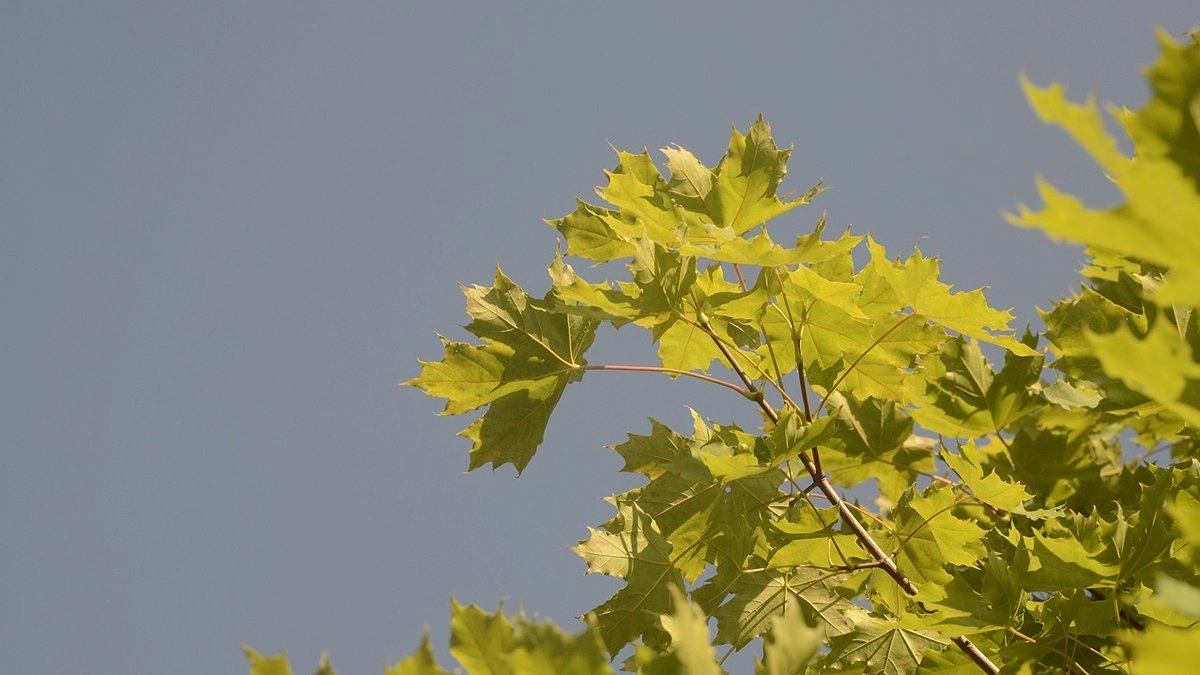 Главная картинка новости: Коми готовится к прохладным и дождливым выходным: погода 30 августа