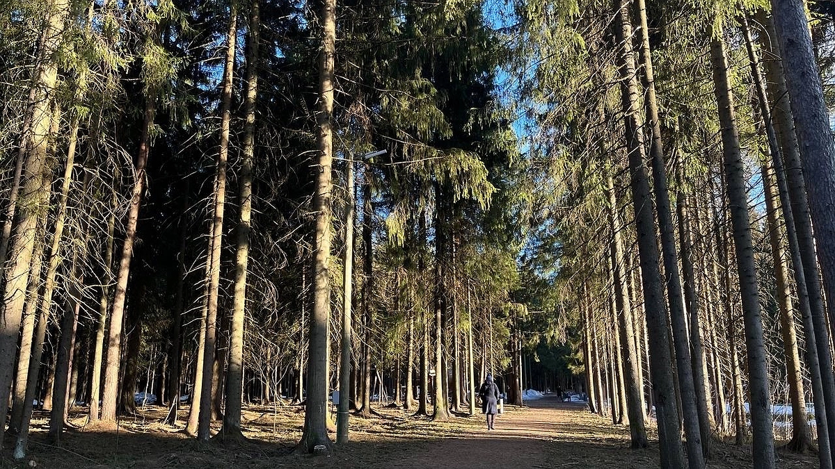 За сбор популярной ягоды россиянам могут грозить крупные штрафы