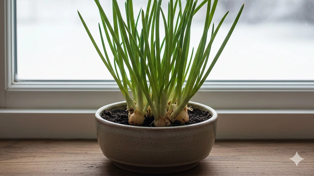 Главная картинка новости: Всегда свежий лук у себя дома: как я выращиваю длинные кисточки прямо в квартире