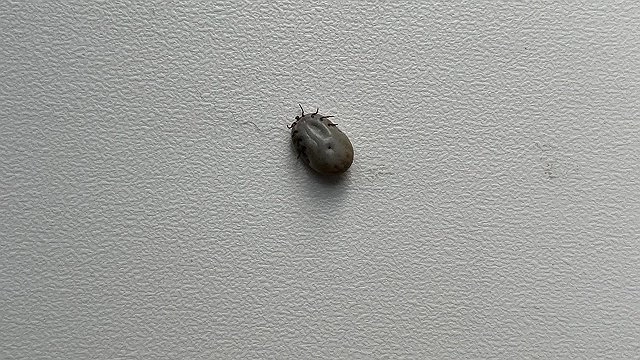 В Коми бесплатно проверили более 2 тысяч клещей на инфекции