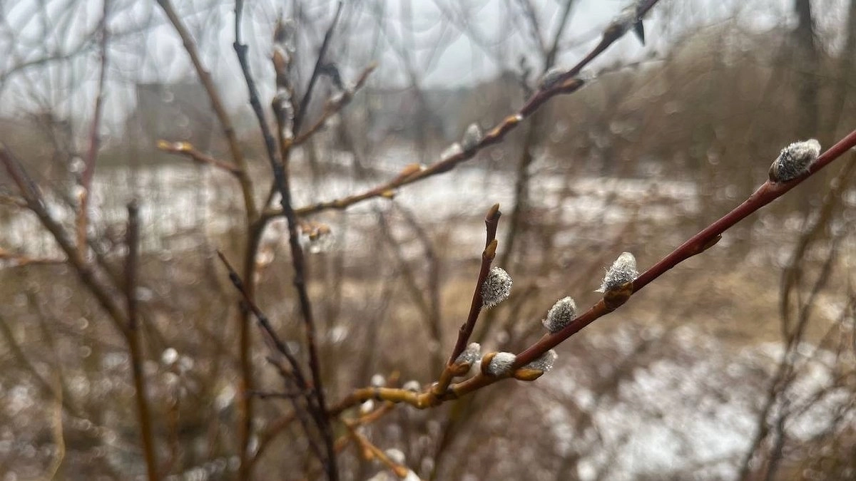 Главная картинка новости: Апрельская неожиданность: Усинск встречает середину недели ливневым снегом