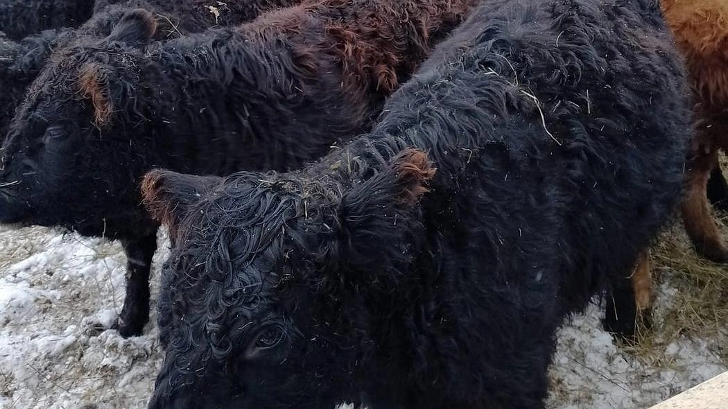 Главная картинка новости: В Коми разводят одну из древнейших пород крупного рогатого скота