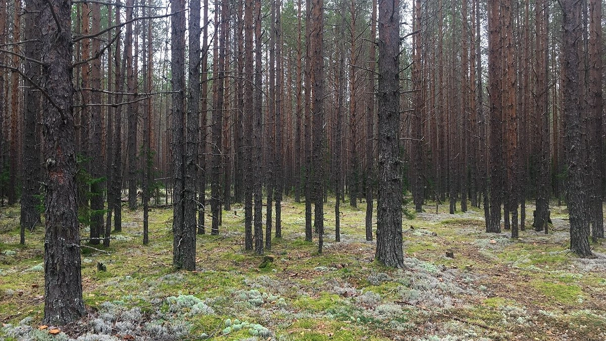 В Коми 13 июня ожидается пасмурная погода без осадков