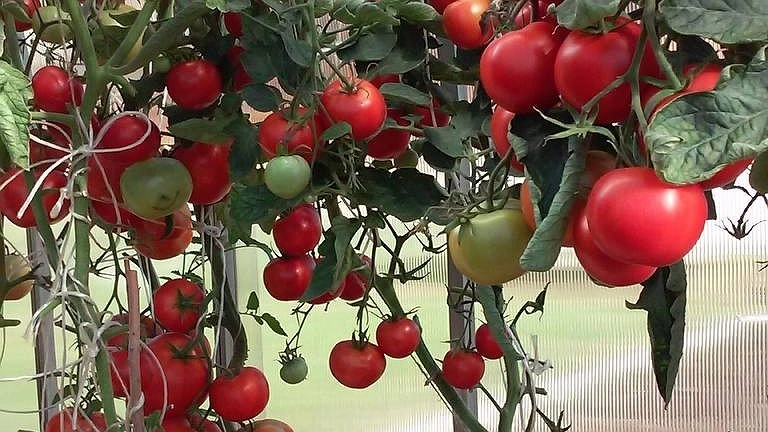 Главная картинка новости: От фитофторы, белокрылки, мучнистой росы и других хворей — есть 1 нехитрая процедура. После уборки огурцов, томатов и перца