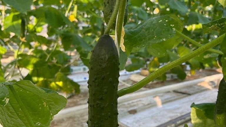 Главная картинка новости: Замучаетесь раздавать соседям: выращивание огурцов только по "белорусскому" методу — множатся как ненормальные