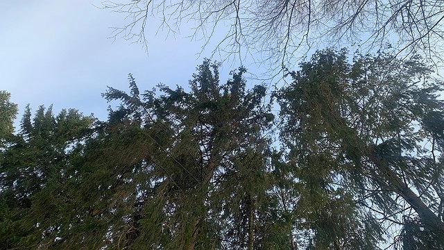 Главная картинка новости: Незаконная вырубка леса в Коми: предпринимателям грозит суд