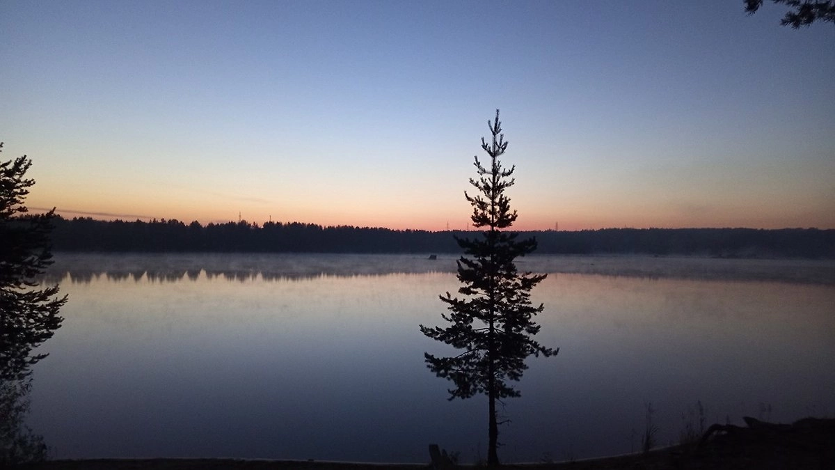 Главная картинка новости: В Усинском районе мужчина погиб после падения дерева в лесу