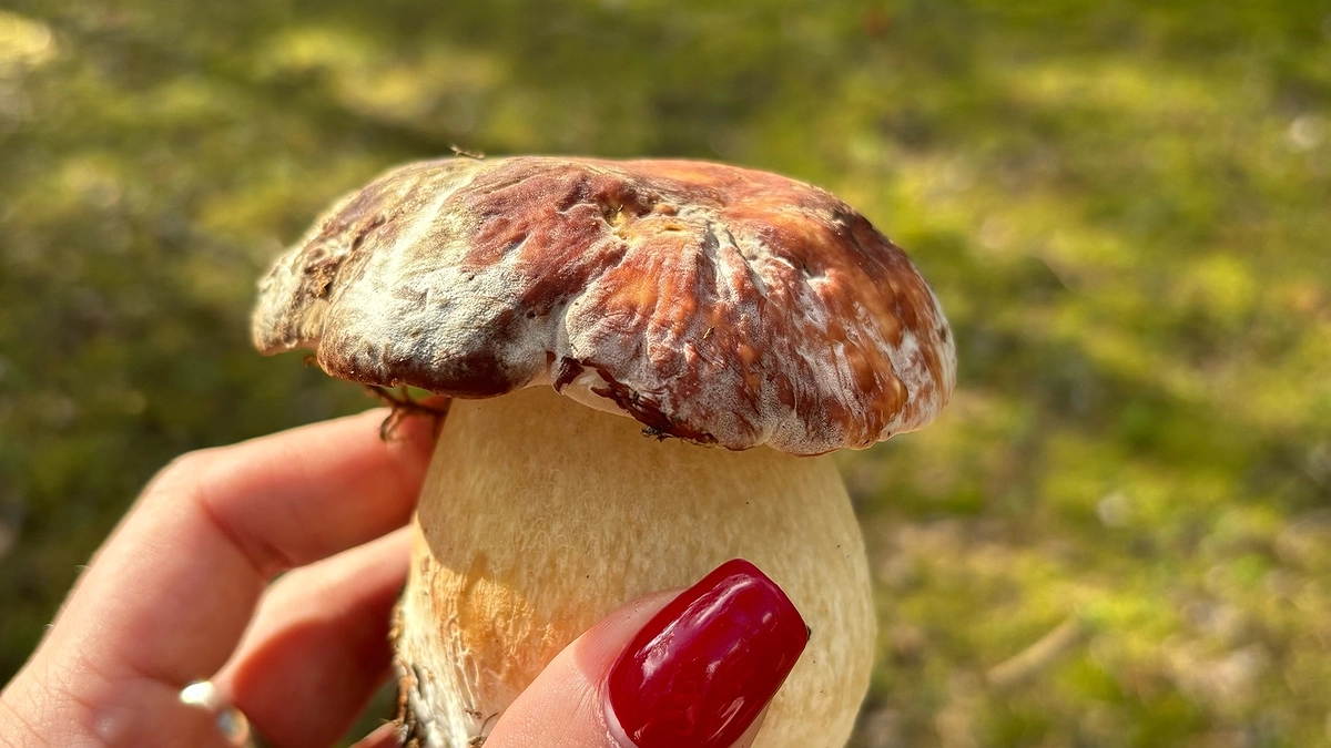 Главная картинка новости: Ученые озвучили самый полезный гриб. Не шампиньоны, не белые и в 3 раза полезнее лисичек