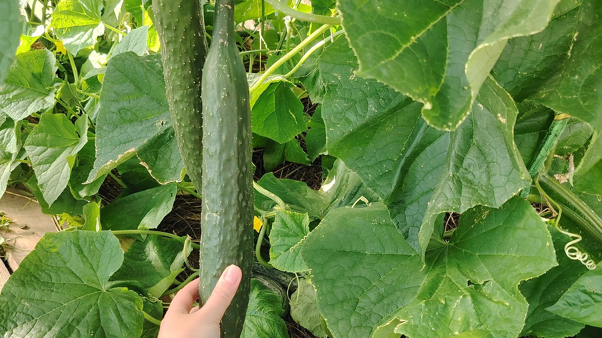 Главная картинка новости: Уксус - лучший помощник огурцам в этом августе: плоды не желтеют, листья сохраняют зеленый цвет - урожай собираем до сентября